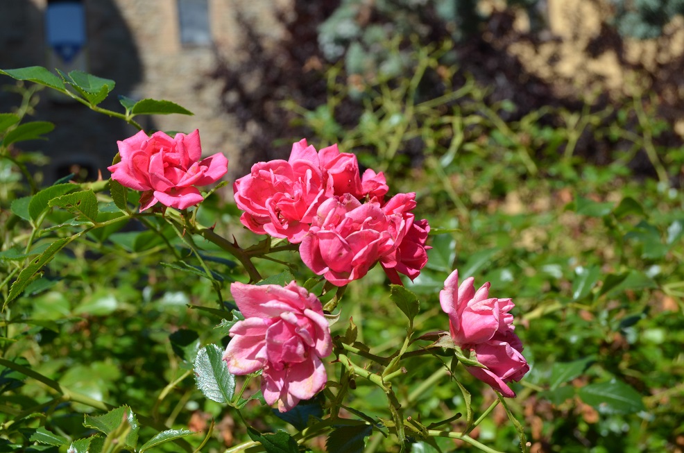 No s'ha trobat l'arxiu